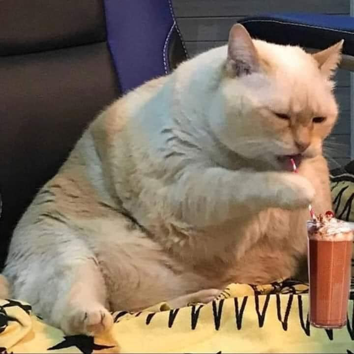 Mèo trắng béo núc ních buồn bã uống trà sữa