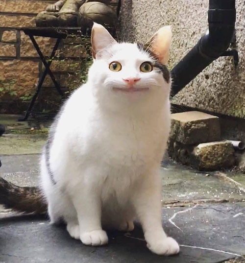 Mèo cười trừ mặt thộn giả vờ - Ảnh chế meme
