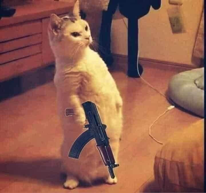 Mèo đứng hai chân như người, tay cầm súng AK47 - Ảnh chế meme