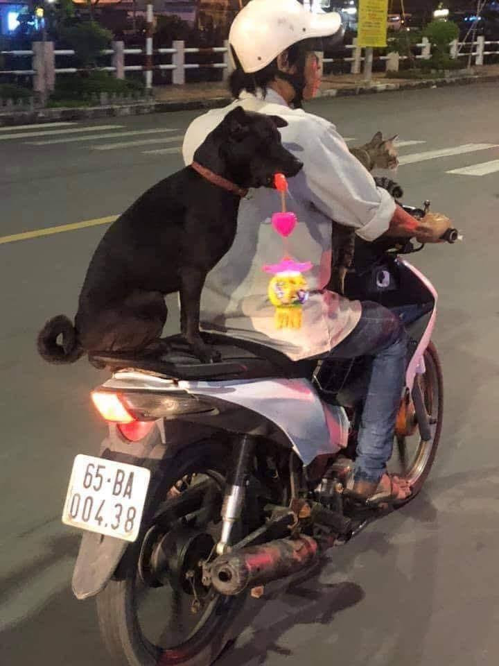 Chó ngậm lồng đèn được chở xe máy đi chơi trung thu