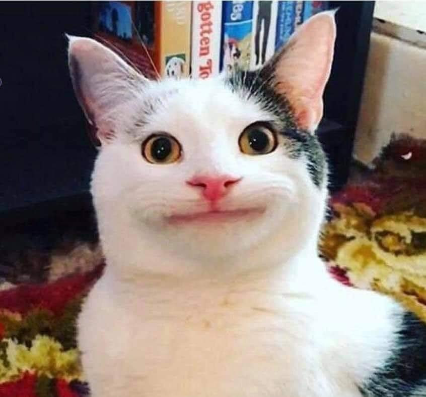 Chú mèo cười có khuôn mặt poker face