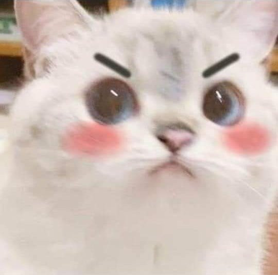 Mèo dễ thương đỏ mặt trợn mắt nhìn - Ảnh chế meme