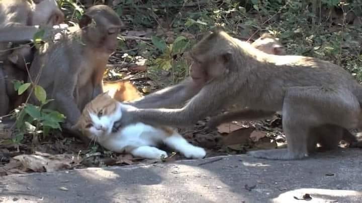 Video clip ảnh con khỉ bóp cổ con mèo vui nhộn nhất mạng xã hội