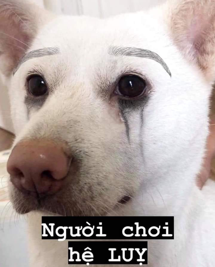 Chó trắng mặt buồn người chơi hệ lụy - Ảnh chế meme