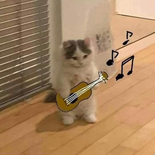 Mèo đứng hay chân chơi đàb guitar