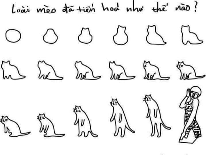 Loài mèo đã tiến hóa như thế nào? Tiến hóa thành Trần Đức Bo
