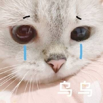 Ôm gối khóc huhuhu Những ảnh mèo cute góp nhặt từ internet Facebook