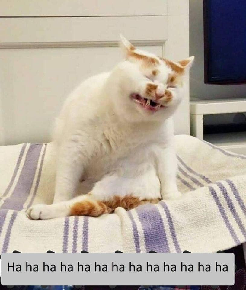 Mèo béo đau khổ cười ha ha ha ha ha ha