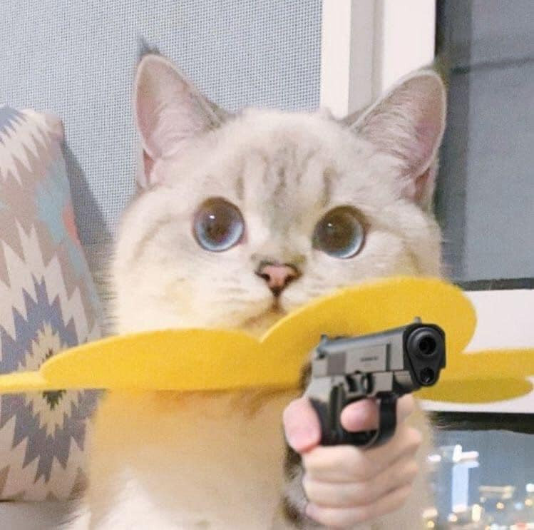 Memes Cat - Tổng hợp 460+ meme mèo mới nhất
