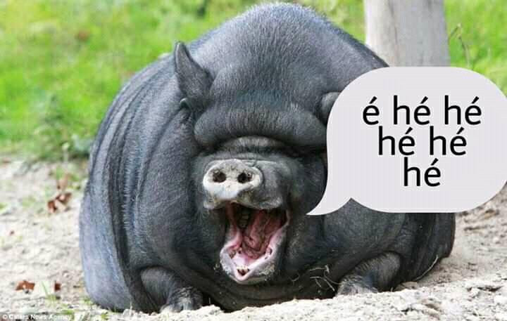 Conn lợn (heo mọi) vừa đen vừa béo cười é hé hé hé hé