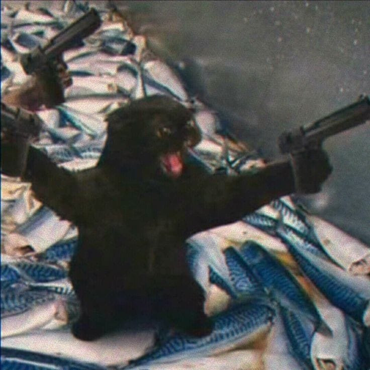 Mèo đen gào thét 2 tay cầm 2 súng  Ảnh chế meme