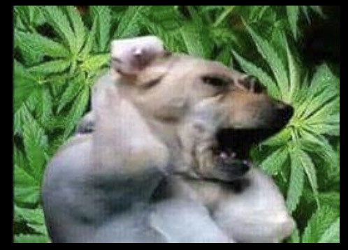 Chó ôm đầu trên đống lá cần