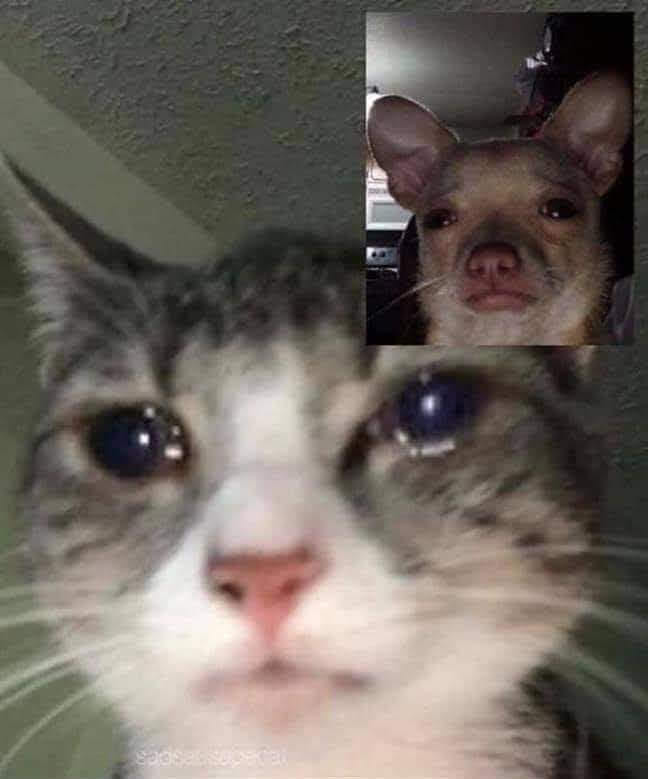 Chó gọi video facetime cho mèo khóc lóc thảm thiết