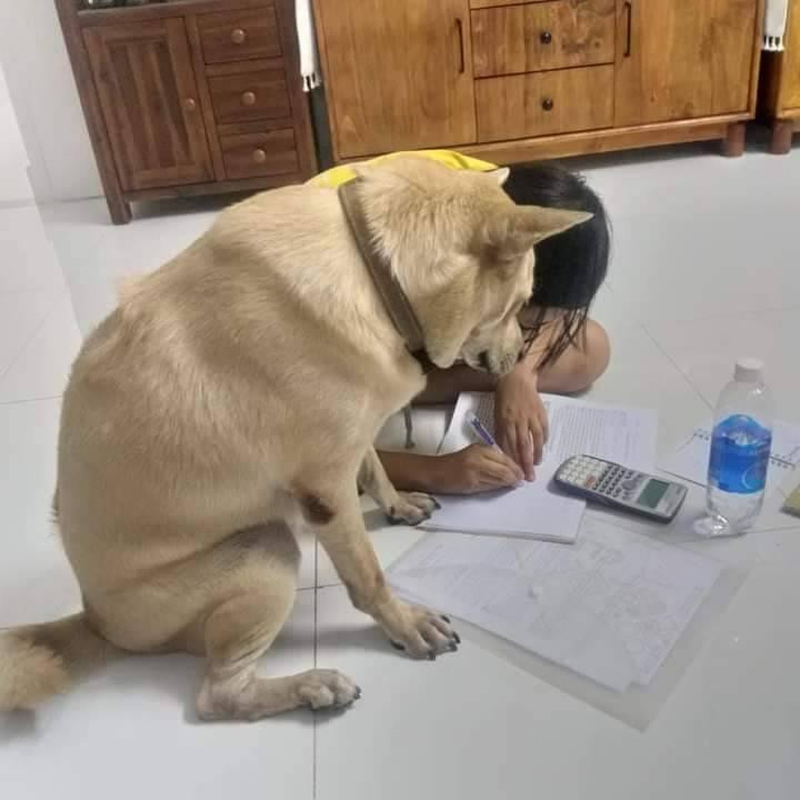 Chú chó đang dạy học cho học sinh