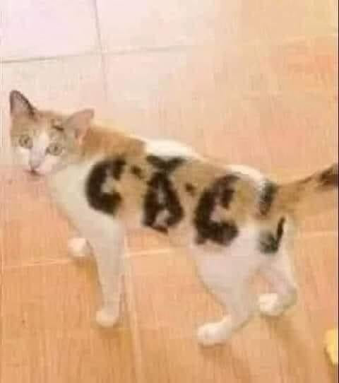 Chú mèo tam thể có bộ lông hình chữ C.A.C