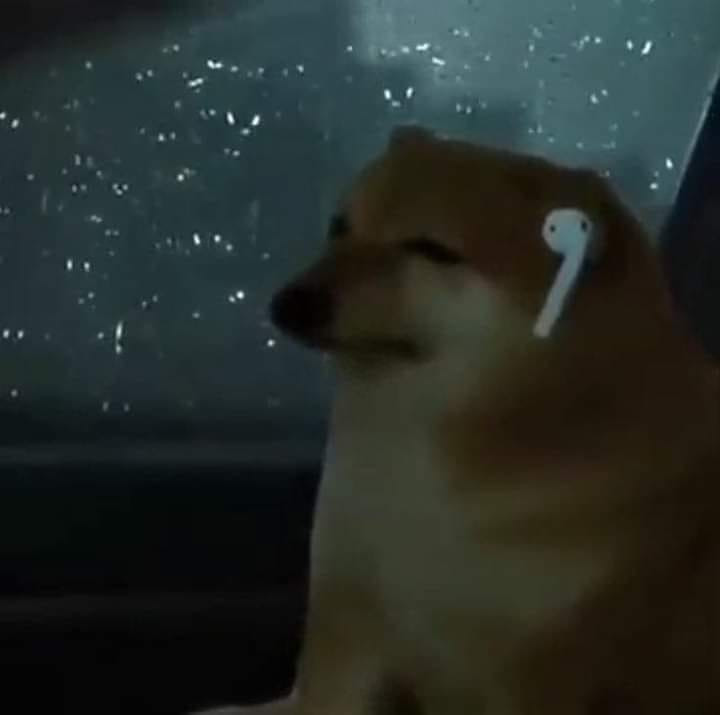 Cheems đeo tai nghe Airpod buồn bã trong mưa