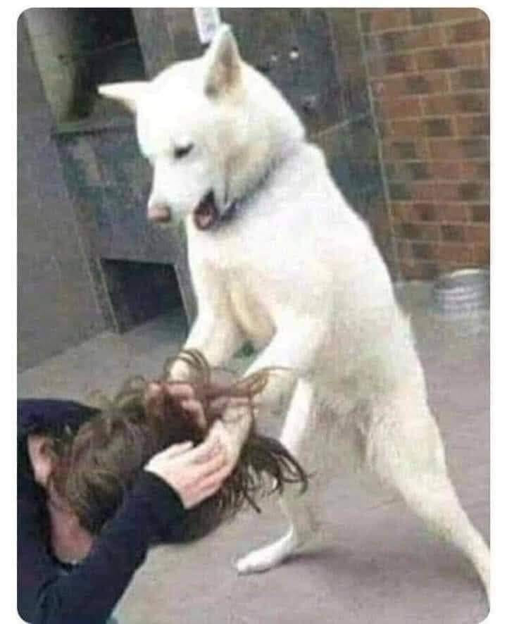 Chó trắng giận dữ dùng hai tay đánh người