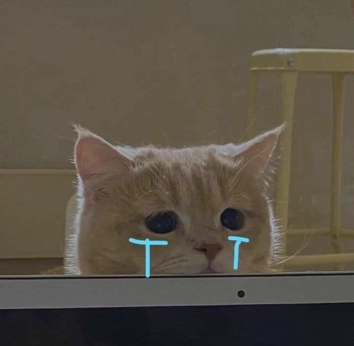 Mèo buồn bã khóc nước mắt chảy thành hàng
